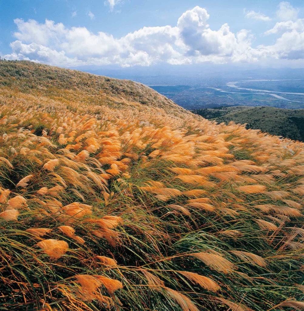 大屯山頂芒草草原，為陽明山東西大縱走中具代表性的景點之一